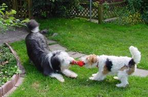 Hundesprache 04-08-20 Spielverbeugung.jpg