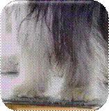 korrekt: auf den Zehen stehend